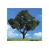 Woodland Scenics TR3548 N/HO Cool Shade Tree 1 1/4" - 2" Train Scenery -Model Toys Shop tr3548